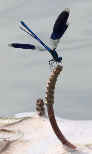 Calopteryx splendens