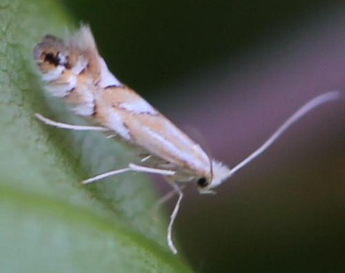 Réf. 130 824 : Phyllonorycter sp.