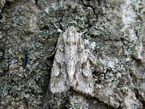 Réf. 130 212 : Meganephria bimaculosa