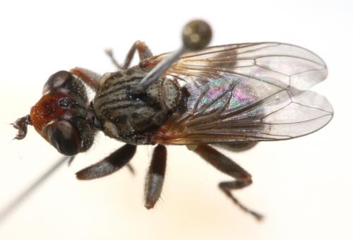Zodion kroeberi