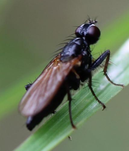 Cordilura sp.