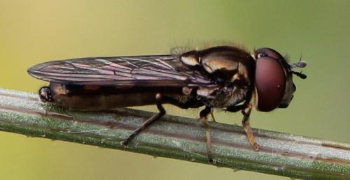 Réf. 130 557 : Platycheirus albimanus