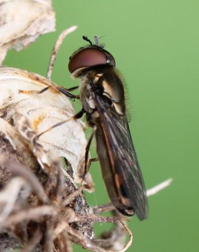 Réf. 130 541 : Platycheirus albimanus