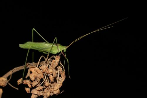 Acrometopa italica