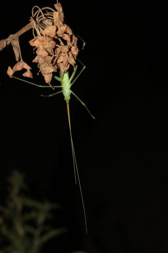 Acrometopa italica