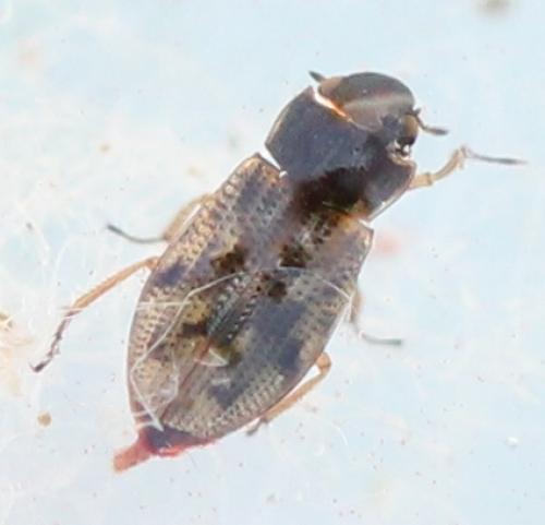 Helophorus sp.