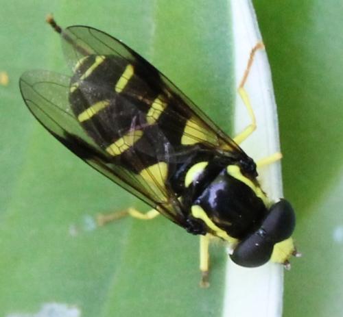 Xanthogramma pedissequum