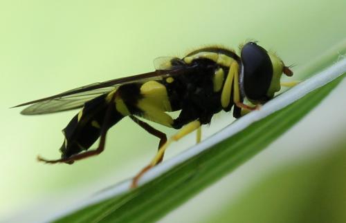 Xanthogramma pedissequum