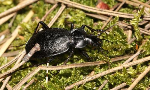 Réf. 130 301 : Carabus genei