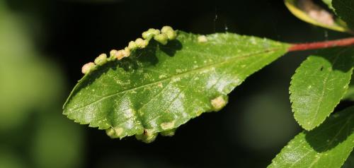 Réf. 130 542 : Eriophyes prunispinosae