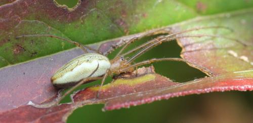 Tetragnatha sp.