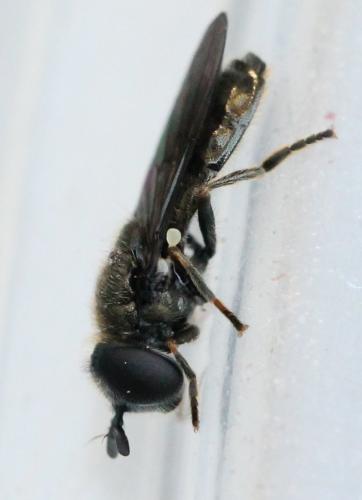 Pipizella sp.