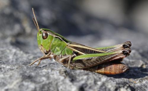 Réf. 130 188 : Stenobothrus lineatus lineatus