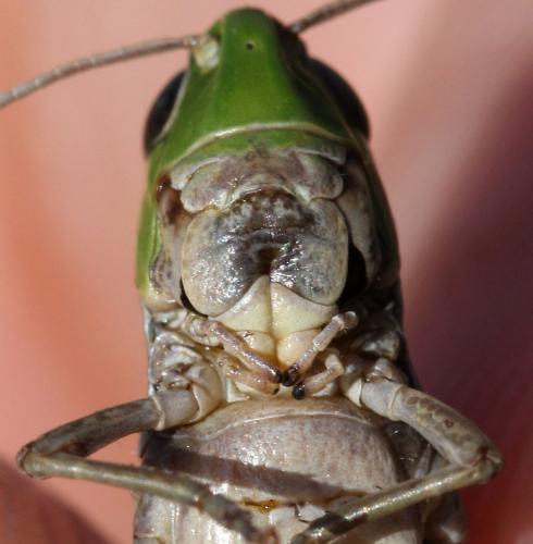 Réf. 130 189 : Stenobothrus lineatus lineatus
