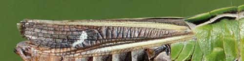 Réf. 130 190 : Stenobothrus lineatus lineatus