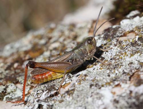 Stenobothrus fischeri glaucescens