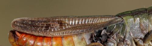 Stenobothrus fischeri glaucescens