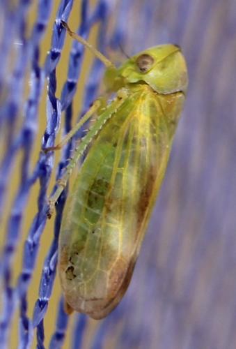 Macropsis sp.