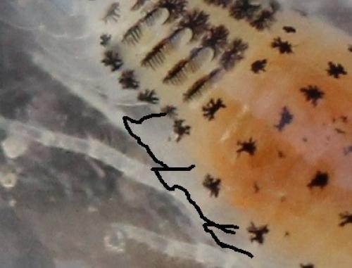 Réf. 130 453 : Eurydice sp.
