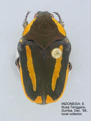 Clinteria vittigera