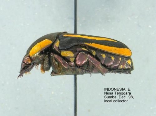Clinteria vittigera