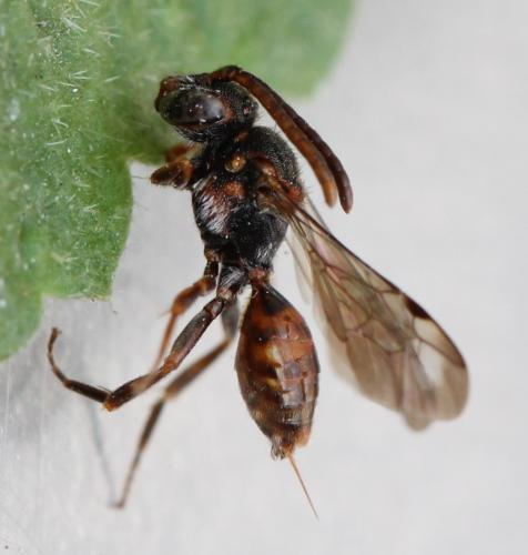 Nomada flavoguttata