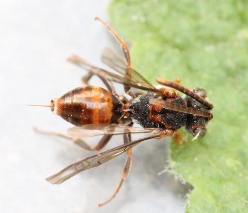 Nomada flavoguttata