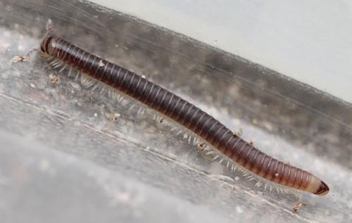Réf. 130 083 : Cylindroiulus truncorum