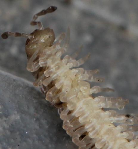 Réf. 130 202 : Polydesmus angustus