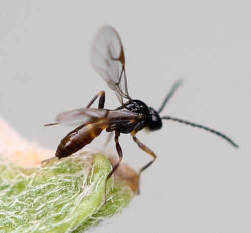 Réf. 130 208 : Lysiphlebus sp.