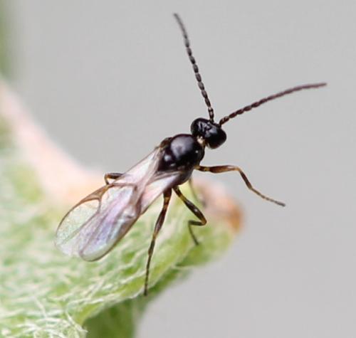 Réf. 130 207 : Lysiphlebus sp.