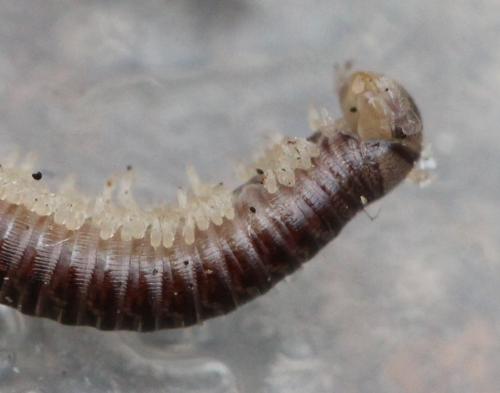 Réf. 130 545 : Cylindroiulus truncorum