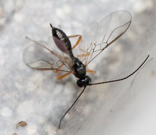 Alysiinae