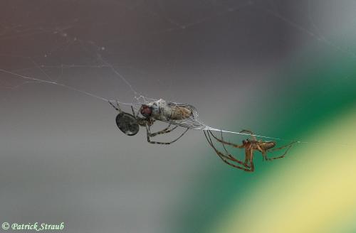 Metellina sp.