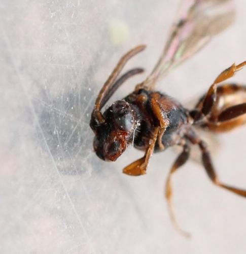 Nomada flavoguttata