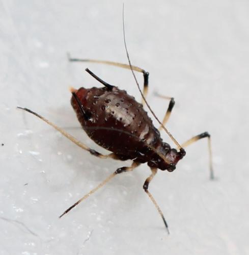 Uroleucon sp.