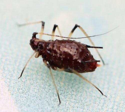 Uroleucon sp.