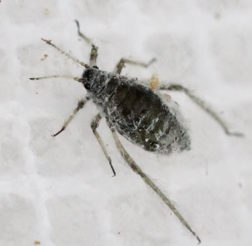 Réf. 130 515 : Schizolachnus sp.