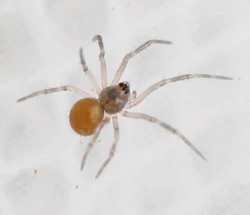 Ostearius melanopygius