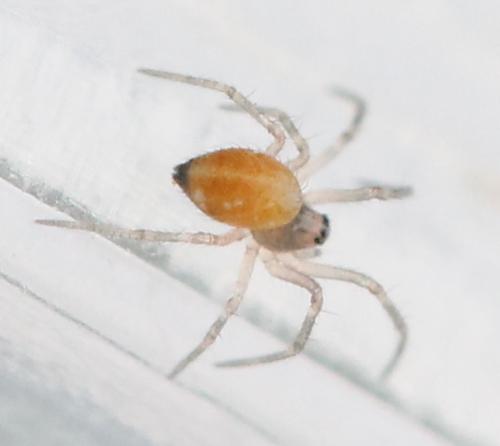 Ostearius melanopygius