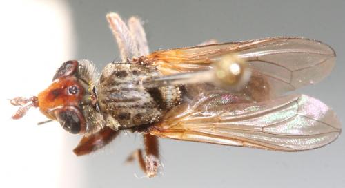 Zodion kroeberi