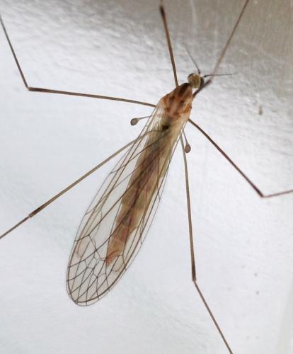 Dicranomyia modesta