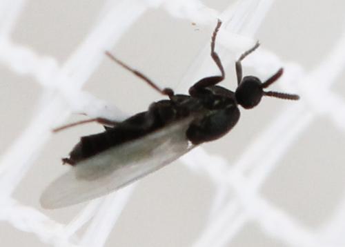 Réf. 130 521 : Coboldia fuscipes