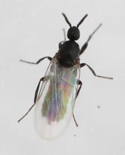Coboldia fuscipes