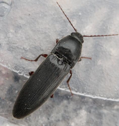 Réf. 130 583 : Melanotus villosus