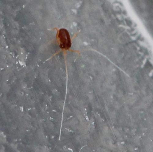 Réf. 130 587 : Linopodes sp.