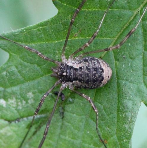 Oligolophus tridens