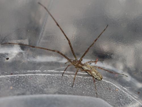 Tetragnatha sp.