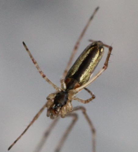 Tetragnatha sp.