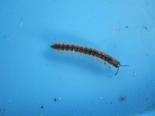 Réf. 130 835 : Oxidus gracilis